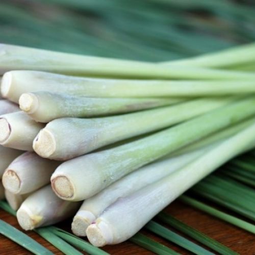Fresh Lemongrass