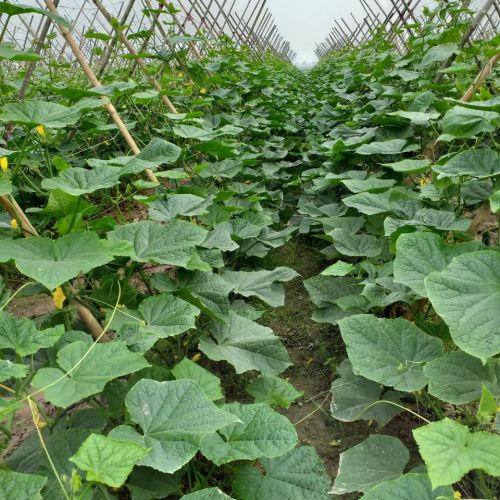 Export of agricultural products reached nearly 28 billion USD in 6 months, the US is the largest market