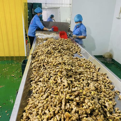 Dried Slice Ginger