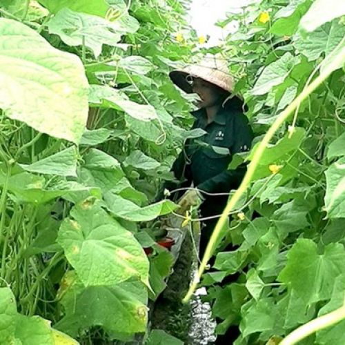 INCREASE INCOME BY GROWING CUCUMBERS/ПОВЫШАЙТЕ ДОХОД, ВЫРАЩИВАЯ ОГУРЦЫ 