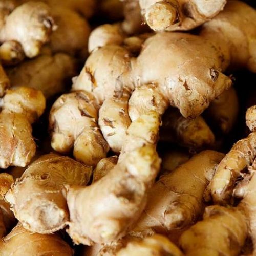 Why Choose Vietnam Ginger: Unveiling the Flavors and Benefits of this Culinary Gem