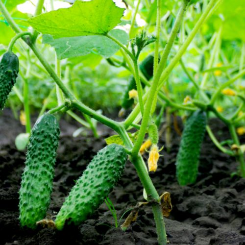 GROWING CUCUMBERS EXPORTING/ ВЫРАЩИВАНИЕ ОГУРЦОВ ЭКСПОРТ