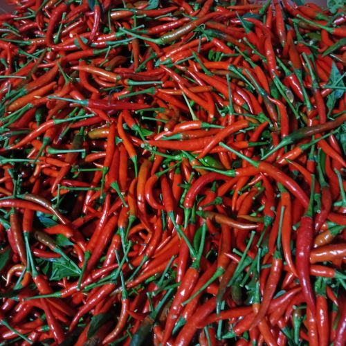 Fresh Chili