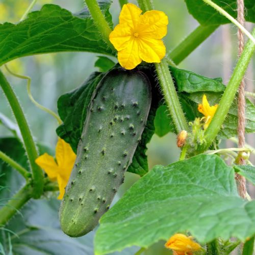 EFFECT OF GROWING CUCUMBER PLANTS/ ЭФФЕКТ ВЫРАЩИВАНИЯ ОГУРЦОВЫХ РАСТЕНИЙ