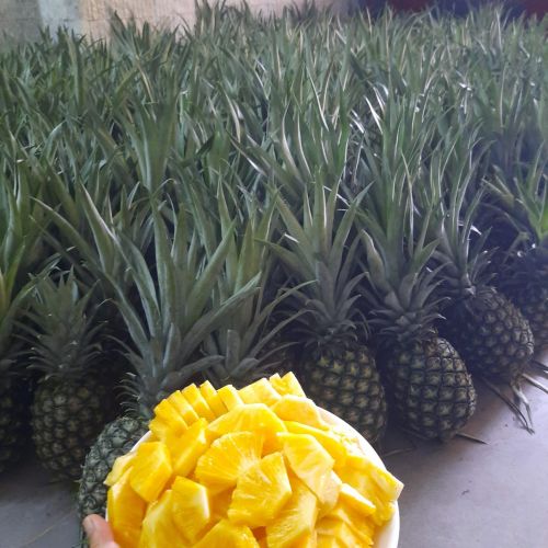 Fresh MD2 Pineapple