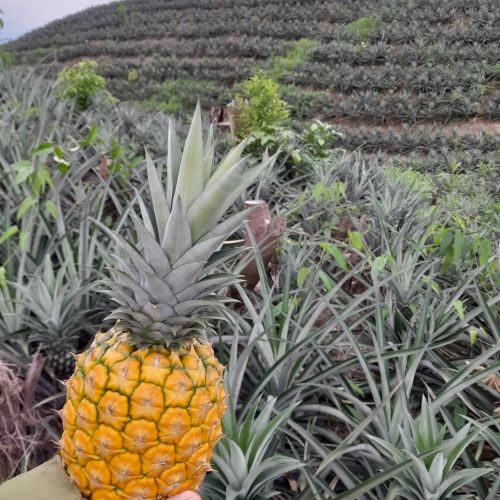 Unveiling the Success of MD2 Pineapple: The Best-Selling Choice