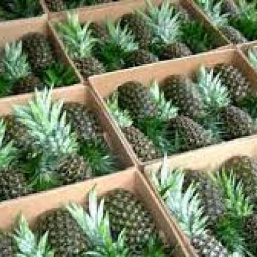 The Difference between Fresh Pineapple MD.2 and Other Pineapple Varieties