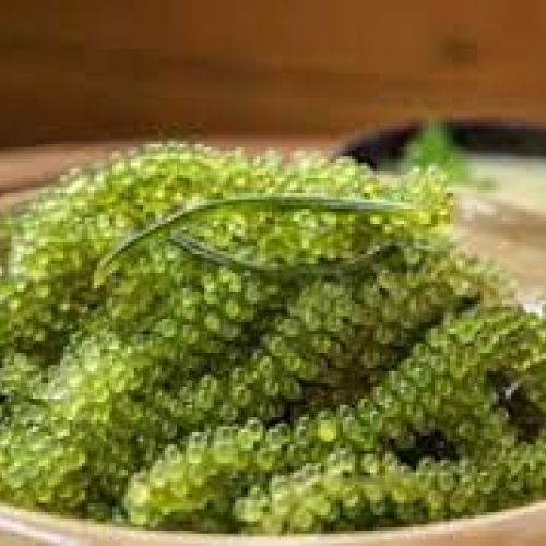 EXPORTING SEAGRAPES IN BIG QUANTITY PER MONTH/ЭКСПОРТ ВОДОРОСЛЕЙ В БОЛЬШОМ КОЛИЧЕСТВЕ В МЕСЯЦ