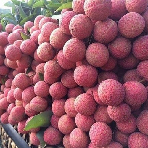 Exquisite Taste and Aroma: Indulge in the Sweetness of Vietnam's Thieu Lychee