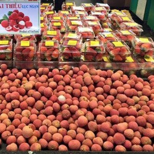 VIETNAM'S LYCHEE IS EXPORTED TO 30 COUNTRIES GLOBALLY
