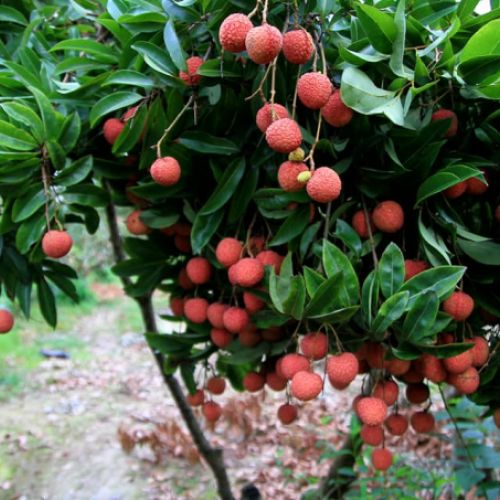 From Field to Can: A Comparison of Vietnamese and Chinese Canned Lychee Production
