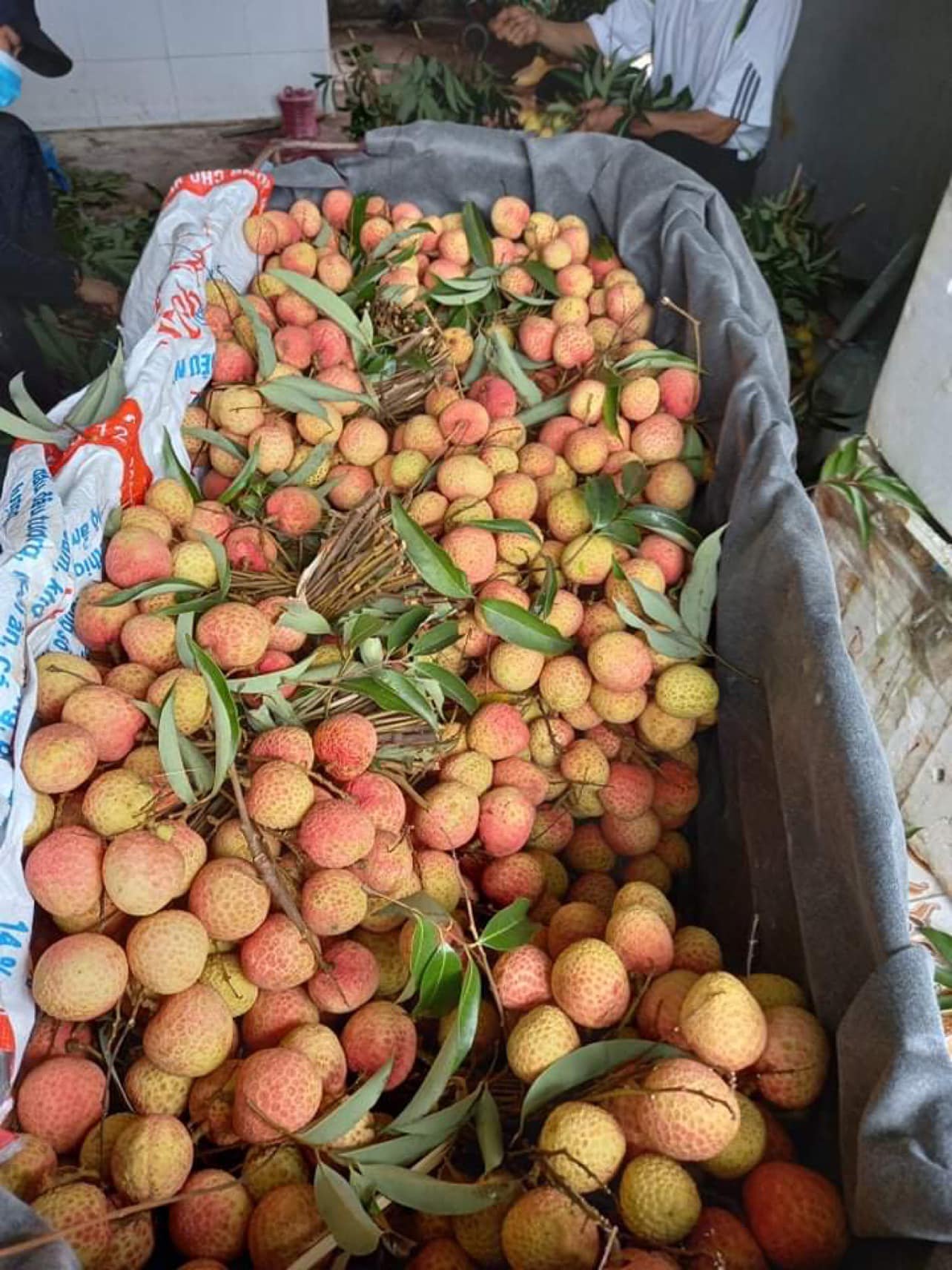 lychee-harvest