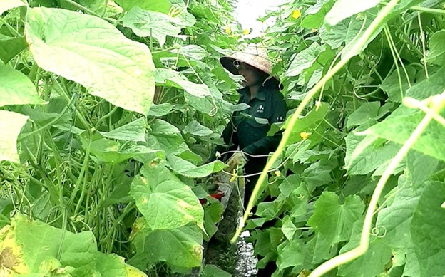 cucumber