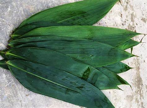 fresh-bamboo-leaves