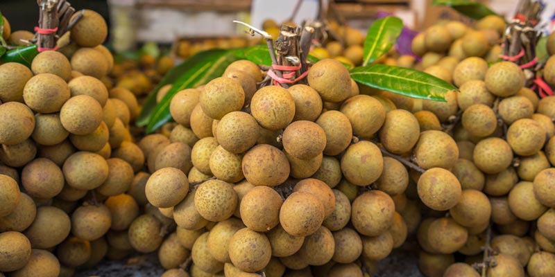 fresh-longan2