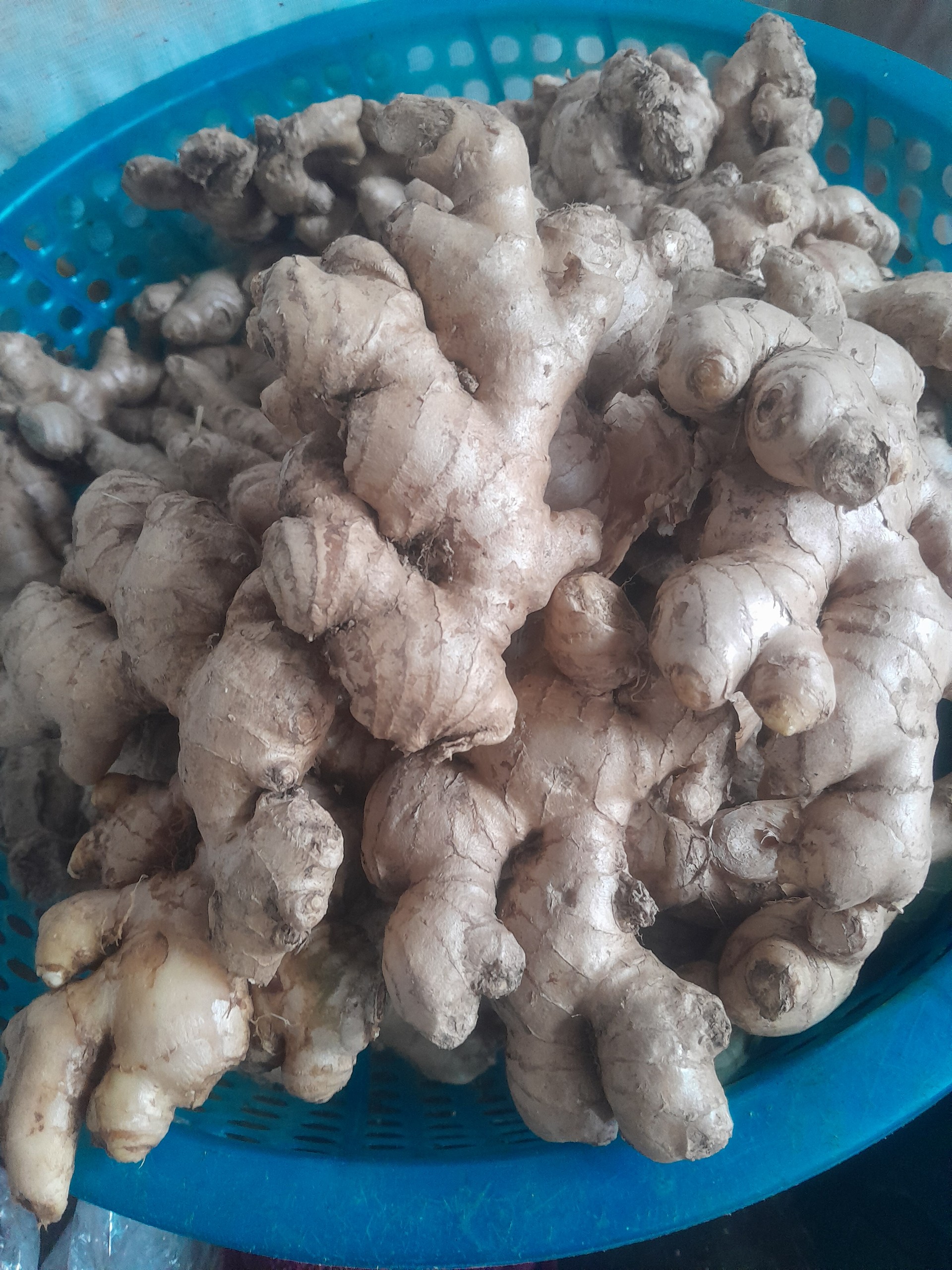 ginger 3