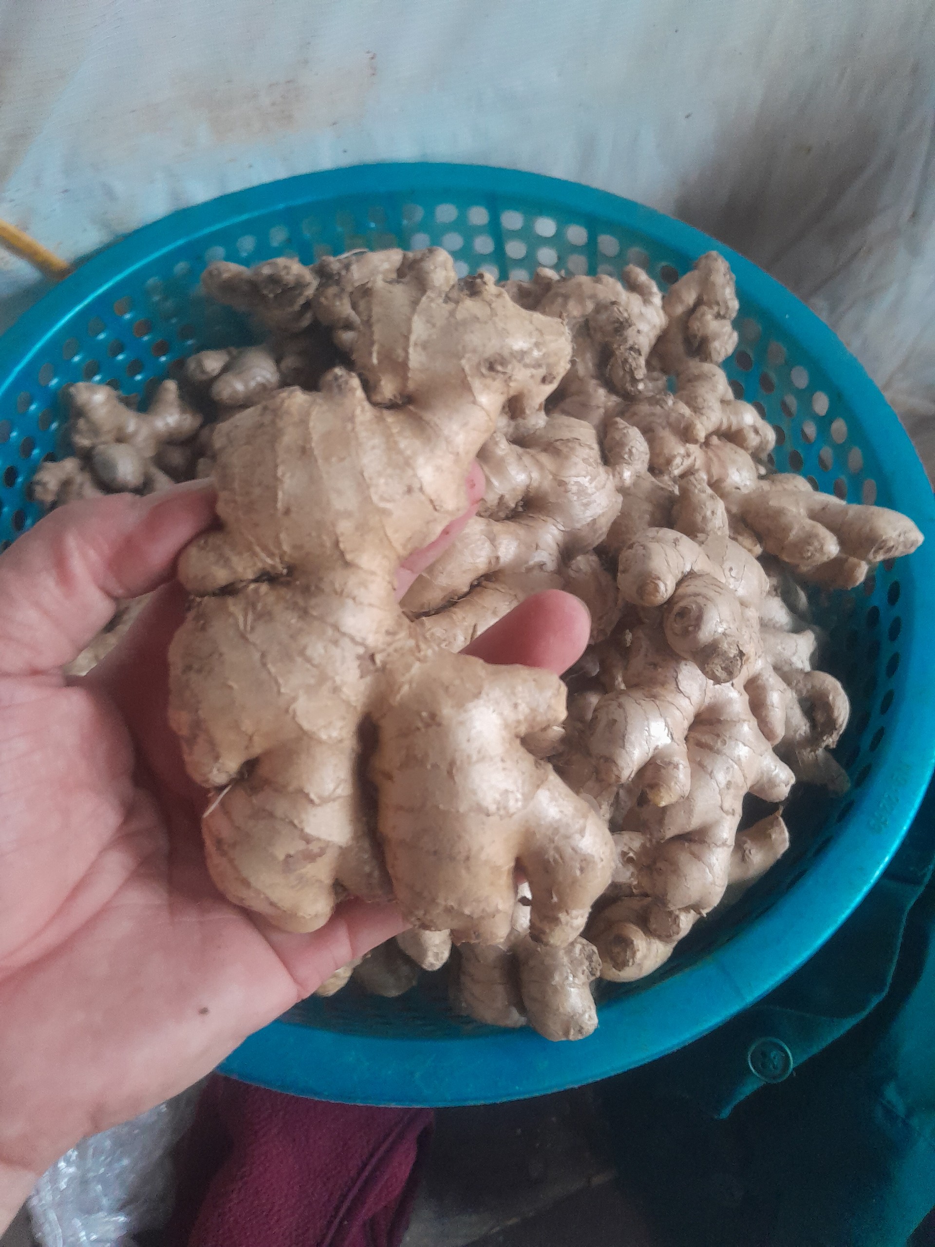 ginger1