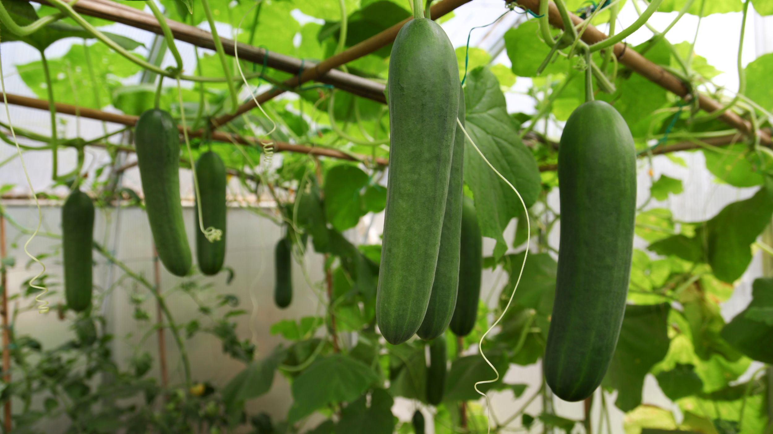 growing-cucumber2