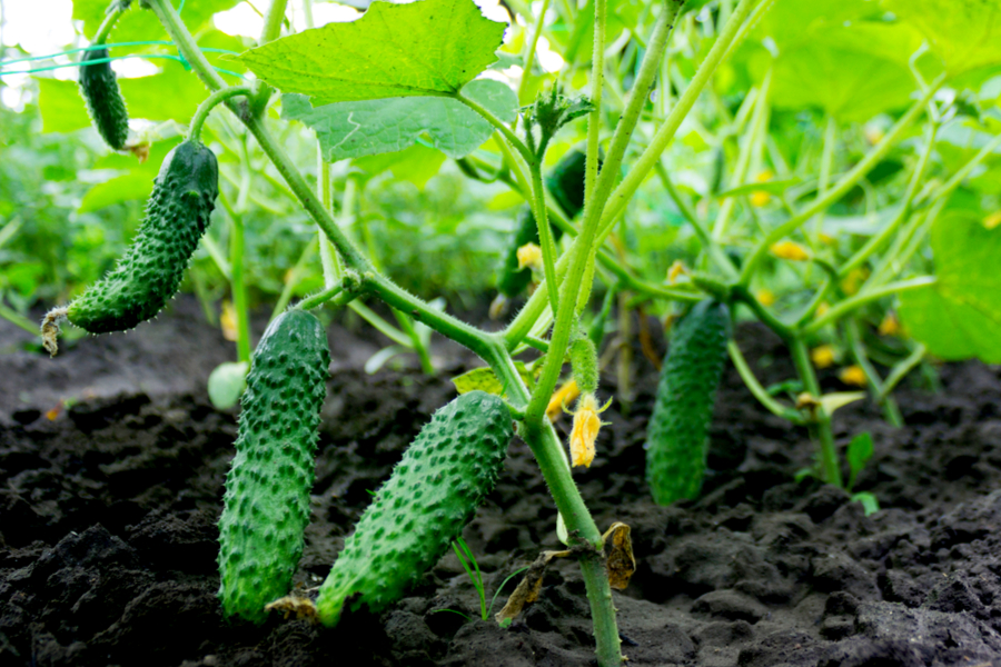 growing-cucumbers