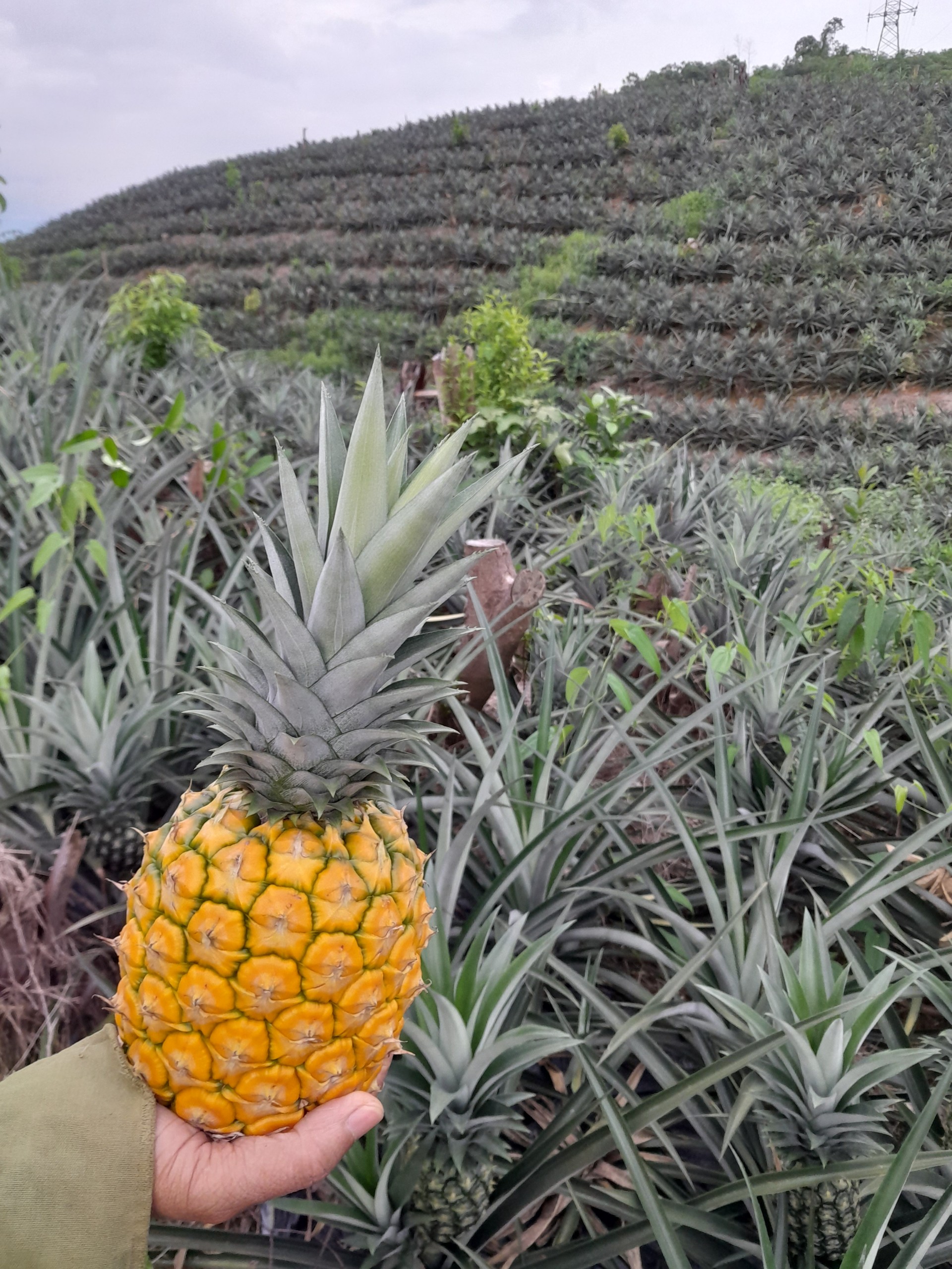 natural pineapple
