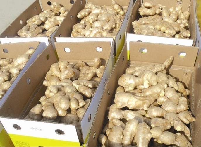 packing ginger