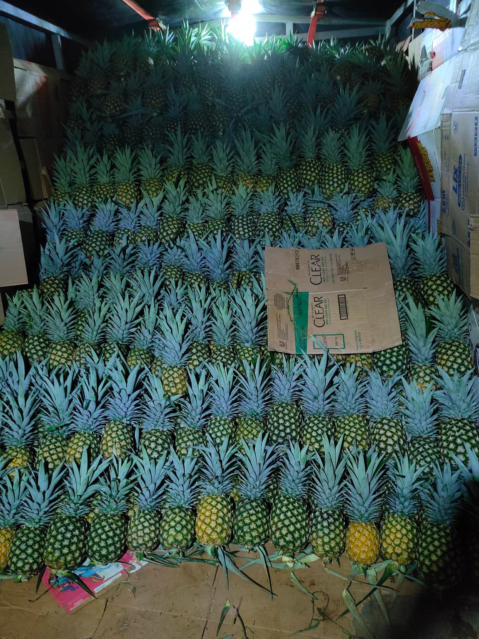 pine apple Ha Giang