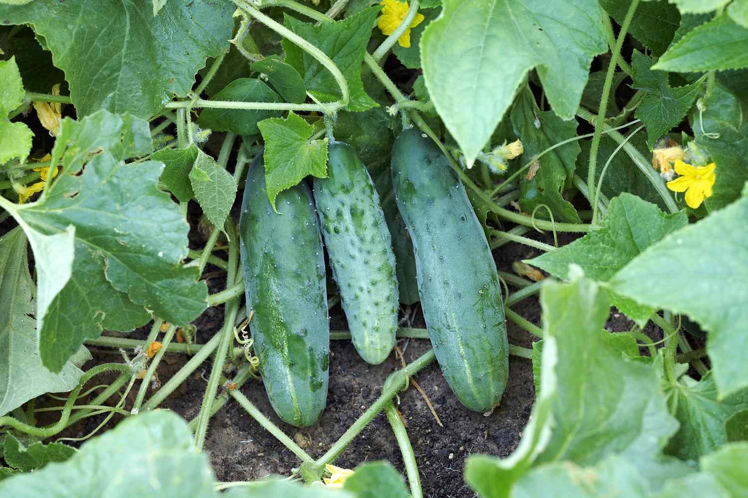 planting-cucumber