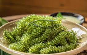 seagrapes-2