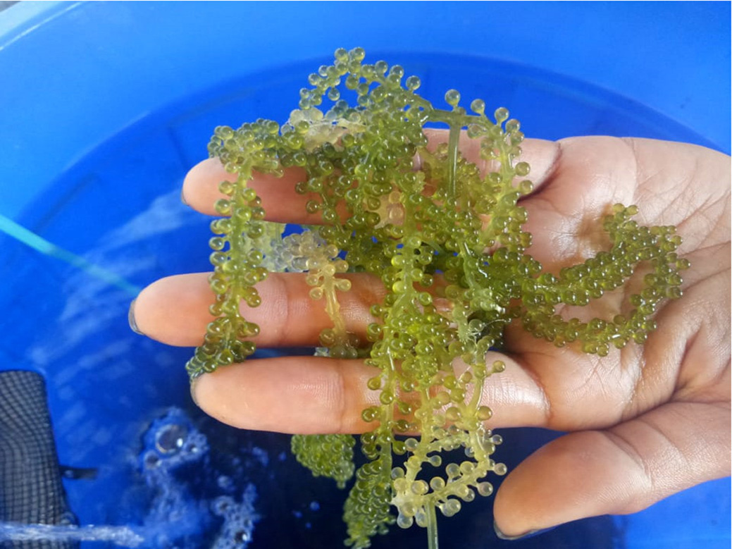 seagrapes