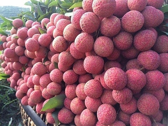 thieu-lychee