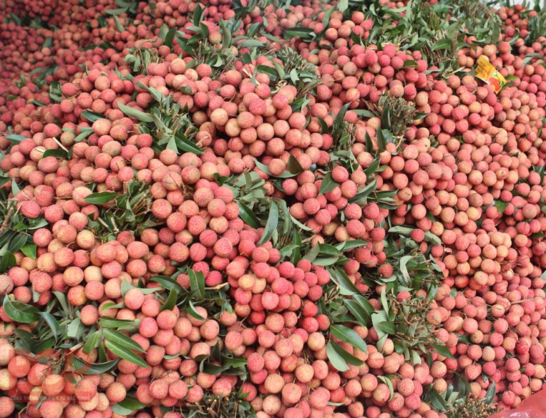 vietnam-fresh-lychee