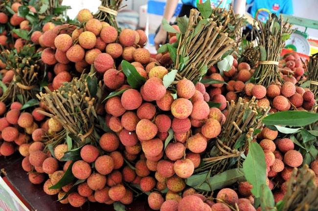 vietnam-lychee-export