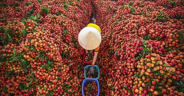 vietnam-lychee